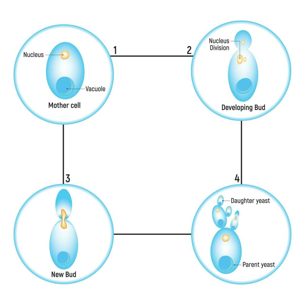 bourgeonnant Levure asexué la reproduction conception vecteur illustration