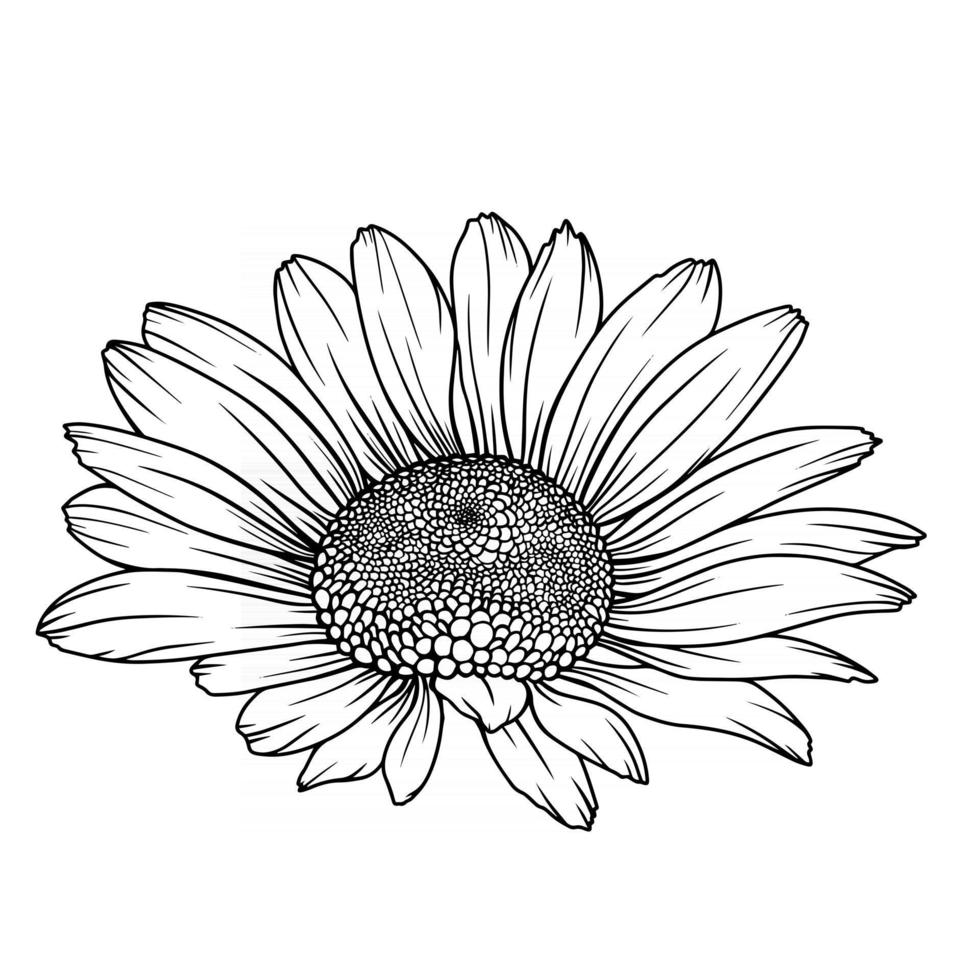 marguerite fleur contour marguerite dessin au trait contour camomille vecteur