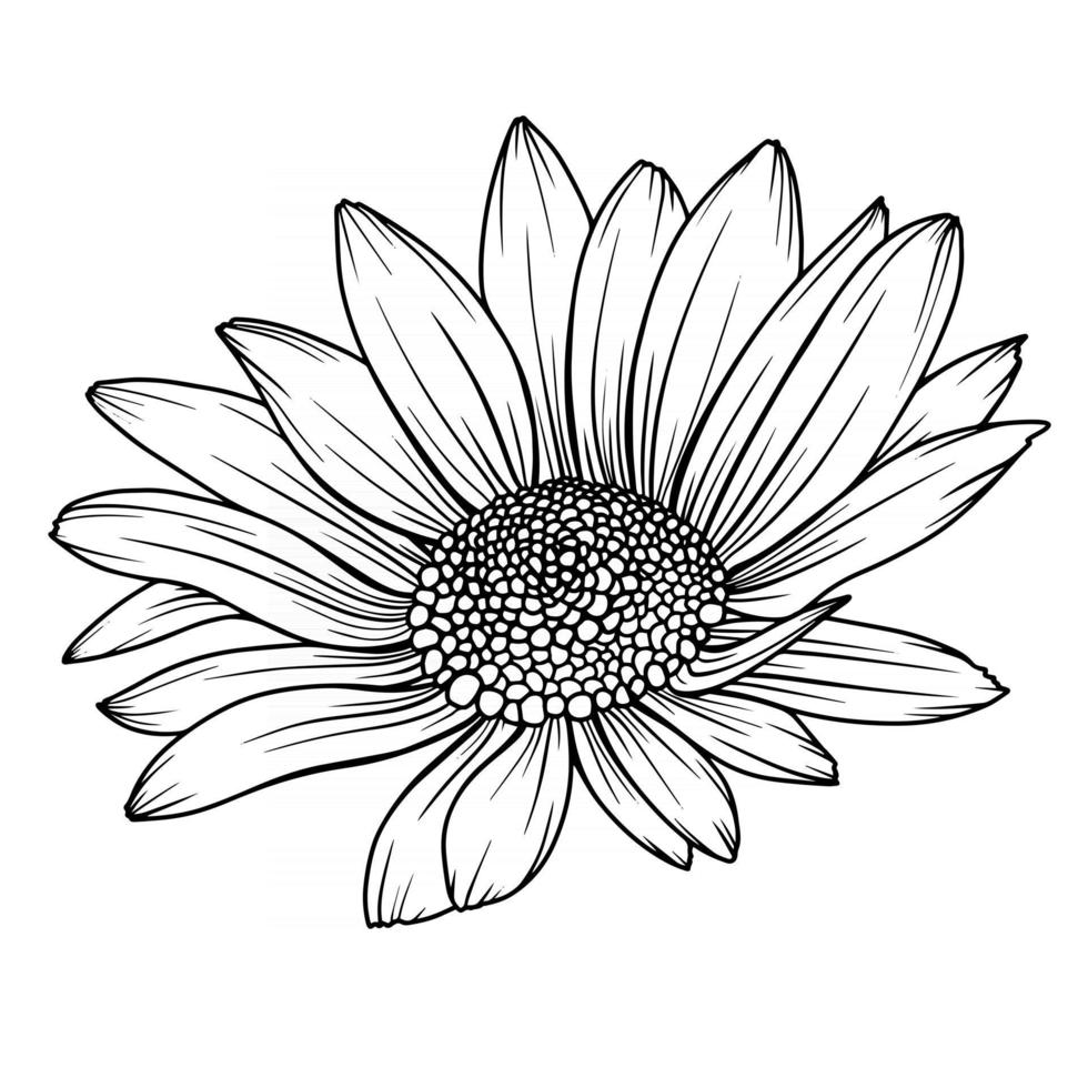 marguerite fleur contour marguerite dessin au trait contour camomille vecteur