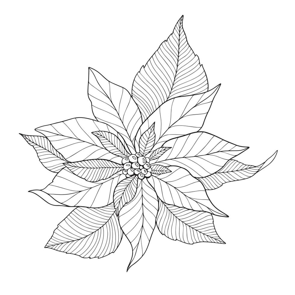 poinsettia fleur contour poinsettia dessin au trait noël houx vecteur