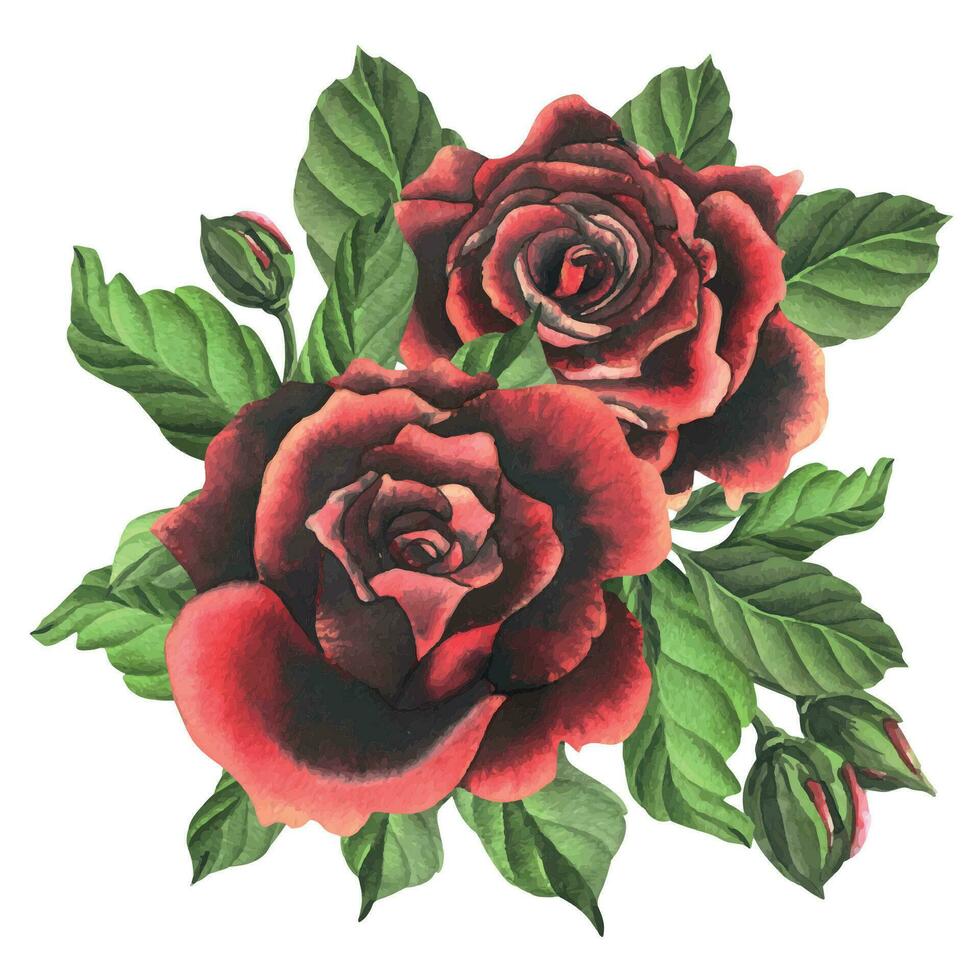 rouge noir Rose fleurs avec vert feuilles et bourgeons, élégant, brillant, belle. main tiré aquarelle illustration. isolé composition sur une blanc arrière-plan, pour décoration et conception. vecteur