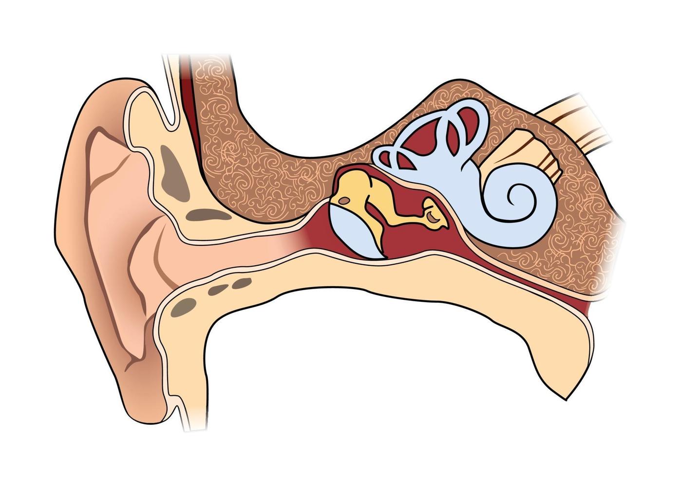 anatomie de l'oreille humaine. signe médical de la structure de l'oreille vecteur