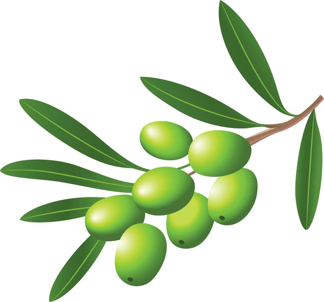 Frais Olives sur un olive branche vecteur illustration, Olives et olive feuilles sur une branche Stock vecteur image, vert Olives et olive feuilles agrafe art