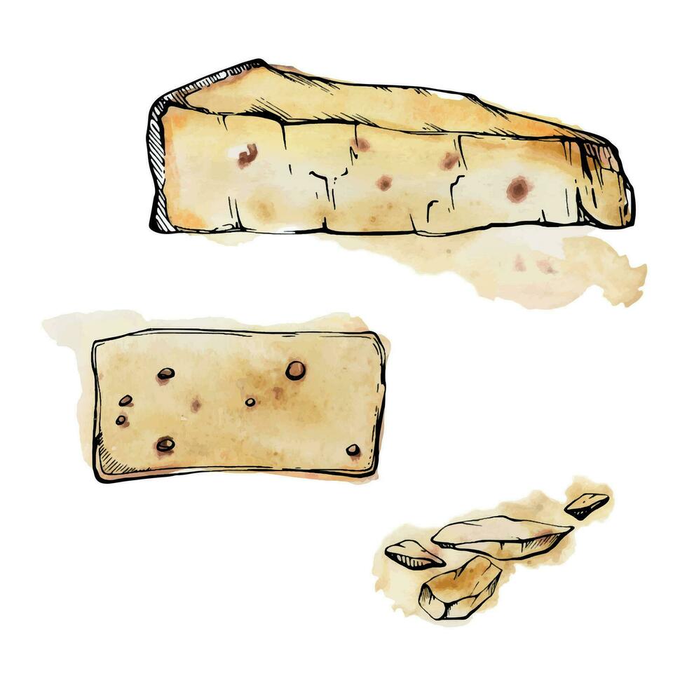 main tiré aquarelle encre illustration. Parmesan Edam emmental fontine Gruyère fromage laitier produit. Célibataire objet isolé sur blanche. conception restaurant, menu, café, nourriture magasin ou emballer, prospectus, imprimer. vecteur