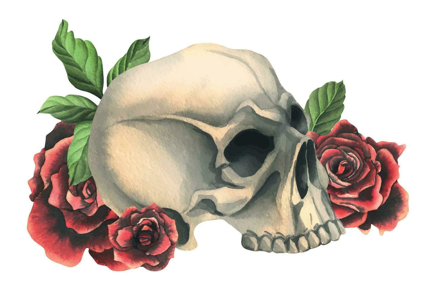 Humain crânes avec rouge des roses et feuilles. main tiré aquarelle illustration. isolé composition sur une blanc Contexte. vecteur