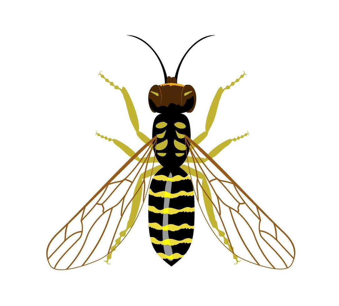guêpe isolé image sur une blanc arrière-plan, insecte, des piqûres, guêpe piquer. vecteur illustration Jaune guêpe sur blanc Contexte.
