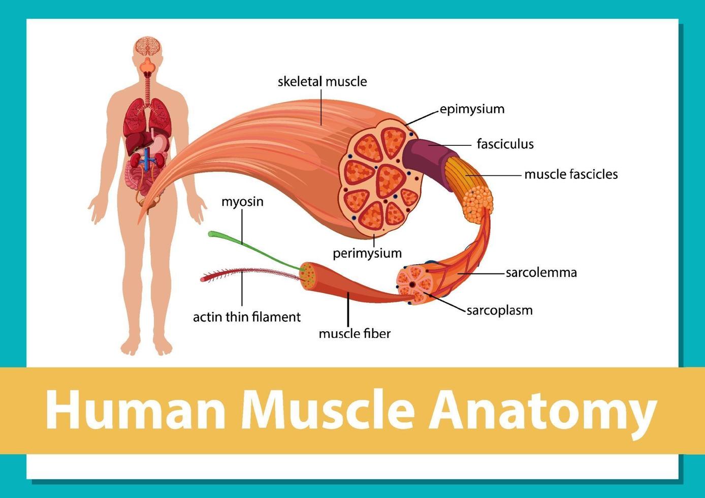 anatomie musculaire humaine avec anatomie du corps vecteur