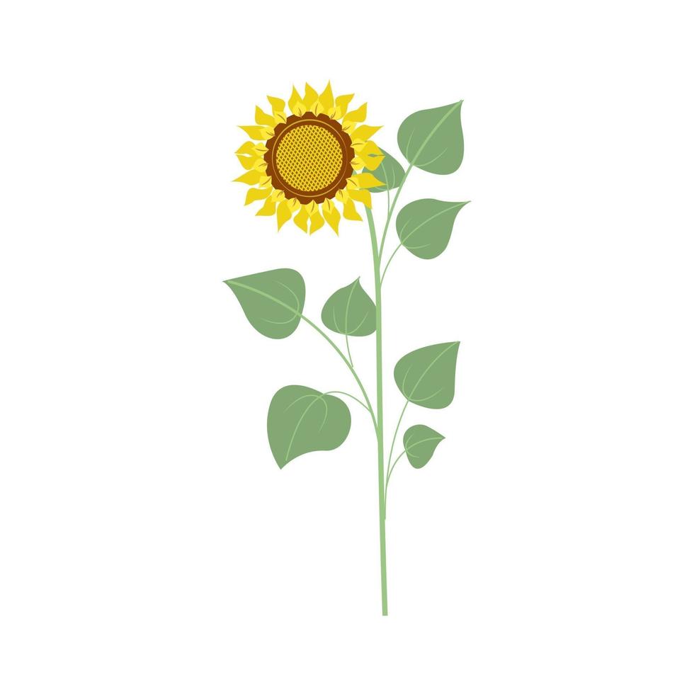 grande fleur de tournesol. illustration dans un style plat, isolé vecteur