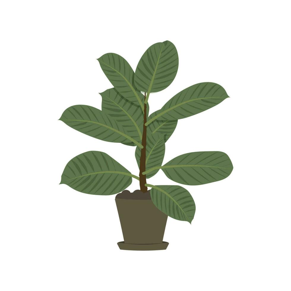 ficus est une plante d'appartement vecteur