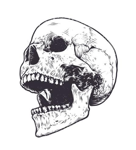 Vecteur de crâne anatomique