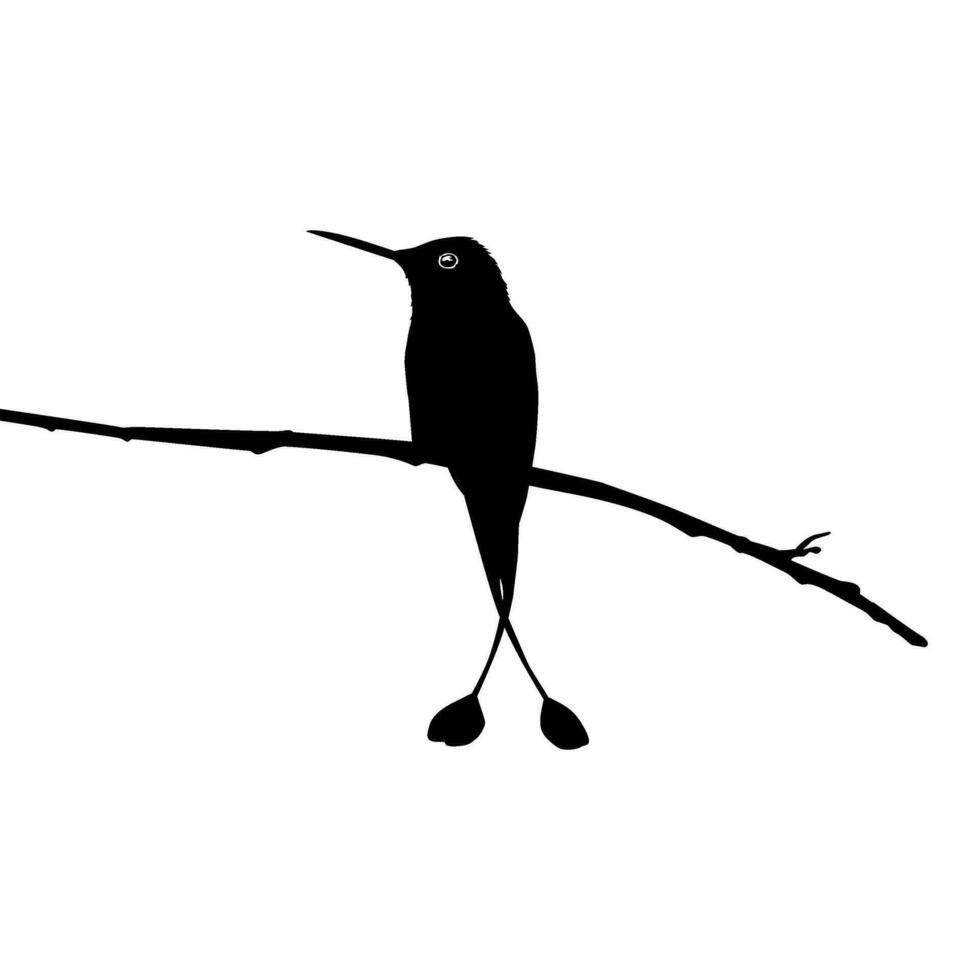 perché colibri silhouette, pouvez utilisation art illustration, site Internet, logo gramme, pictogramme ou graphique conception élément. vecteur illustration