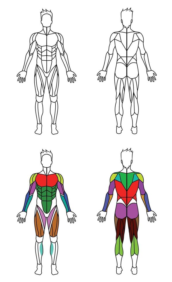 graphique de muscles de contour de corps d'hommes vecteur