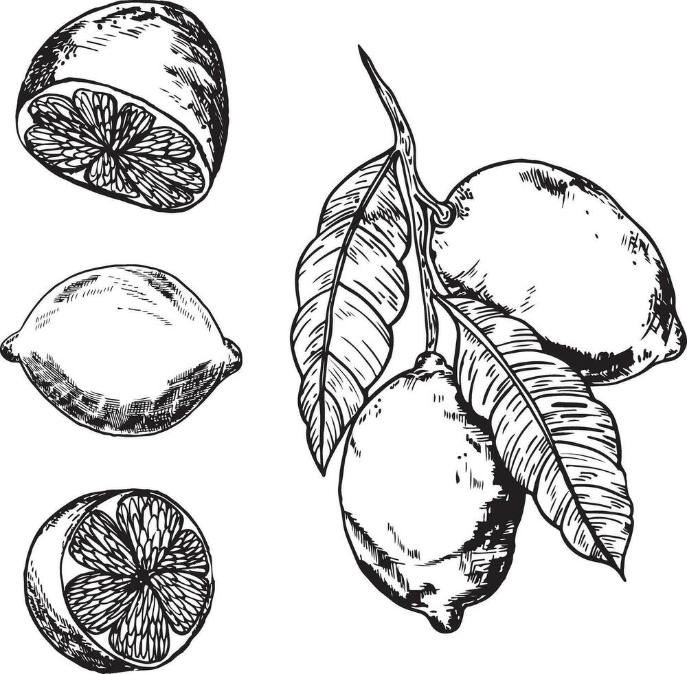 graphique dans le forme de une citron bifurquer, fabriqué dans encrer. citrons Souligné sur une blanc Contexte. citrons sur une branche avec feuilles vecteur illustration. moitié citrons, dans le section.