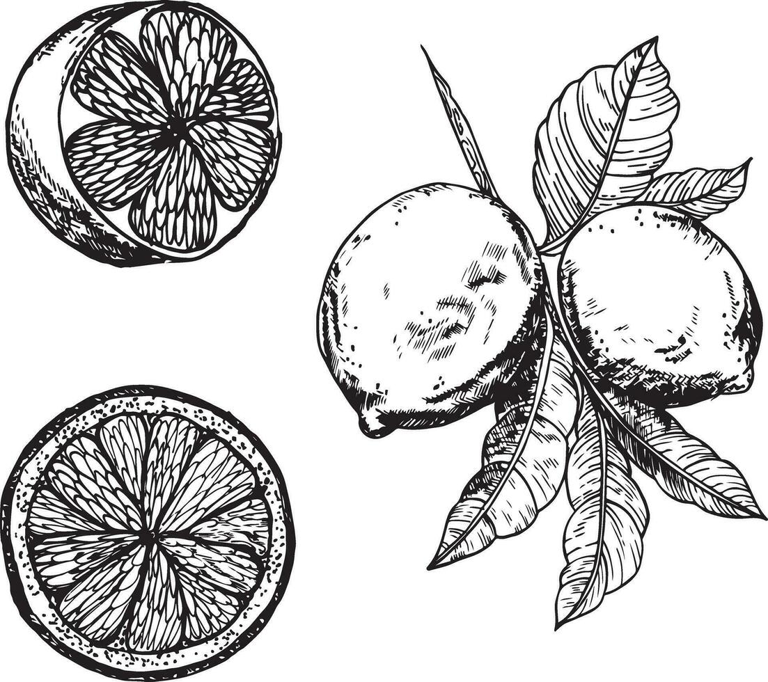 graphique dans le forme de une citron bifurquer, fabriqué dans encrer. citrons Souligné sur une blanc Contexte. citrons sur une branche avec feuilles vecteur illustration. moitié citrons, dans le section.