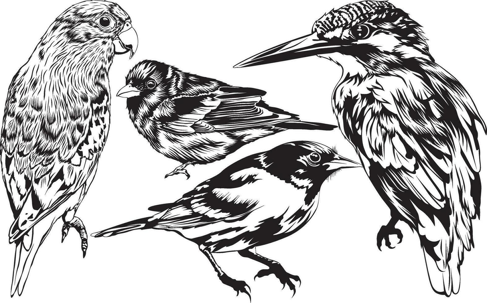 illustration vectorielle d'oiseaux vecteur