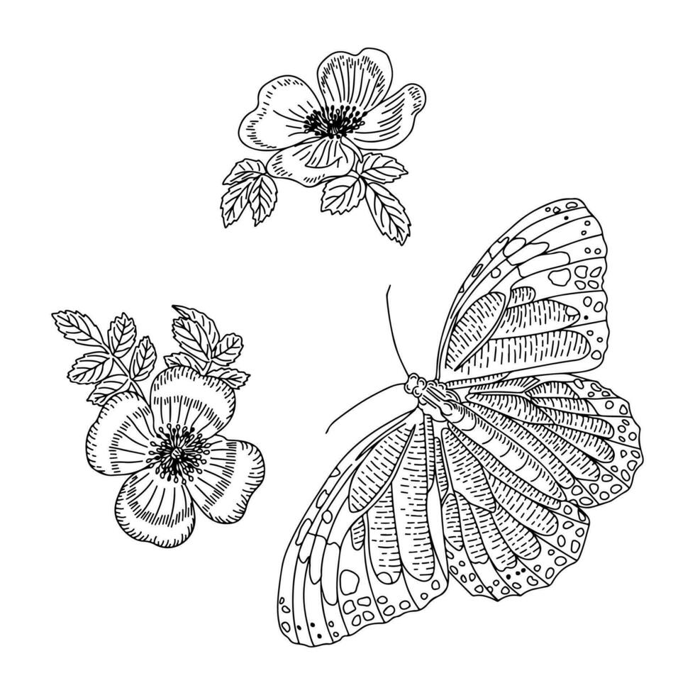 griffonnage contour papillon dans ancien plat style. vecteur main tiré botanique composition. esquisser contour isolé dessin sur blanc Contexte