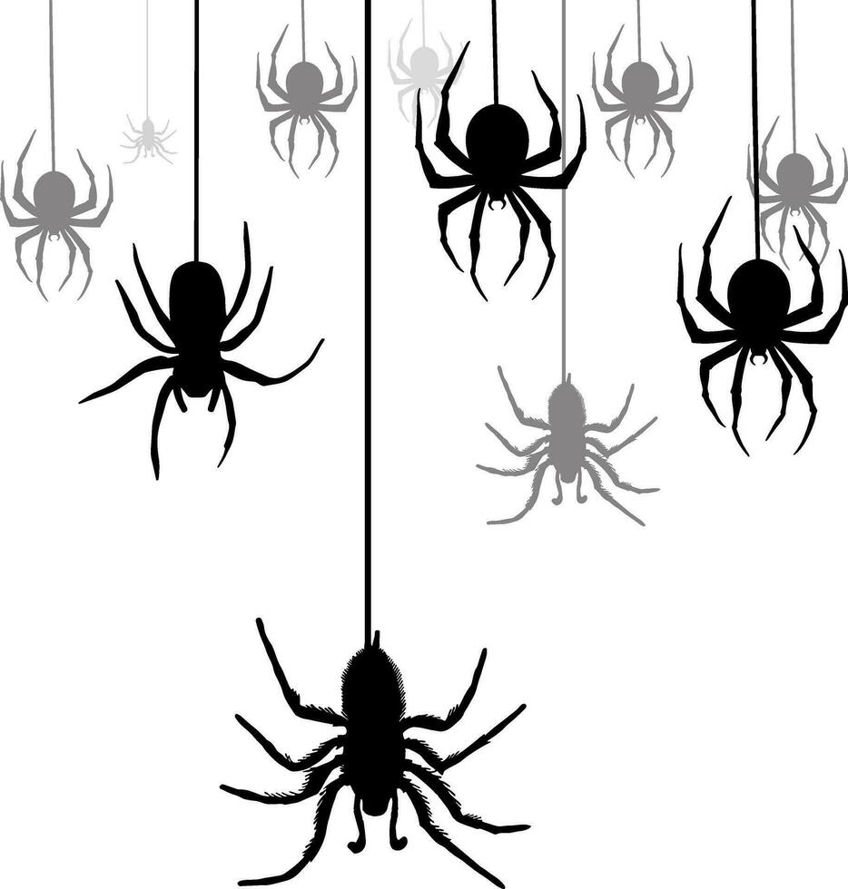 silhouette de noir araignée, silhouette de noir araignée vecteur