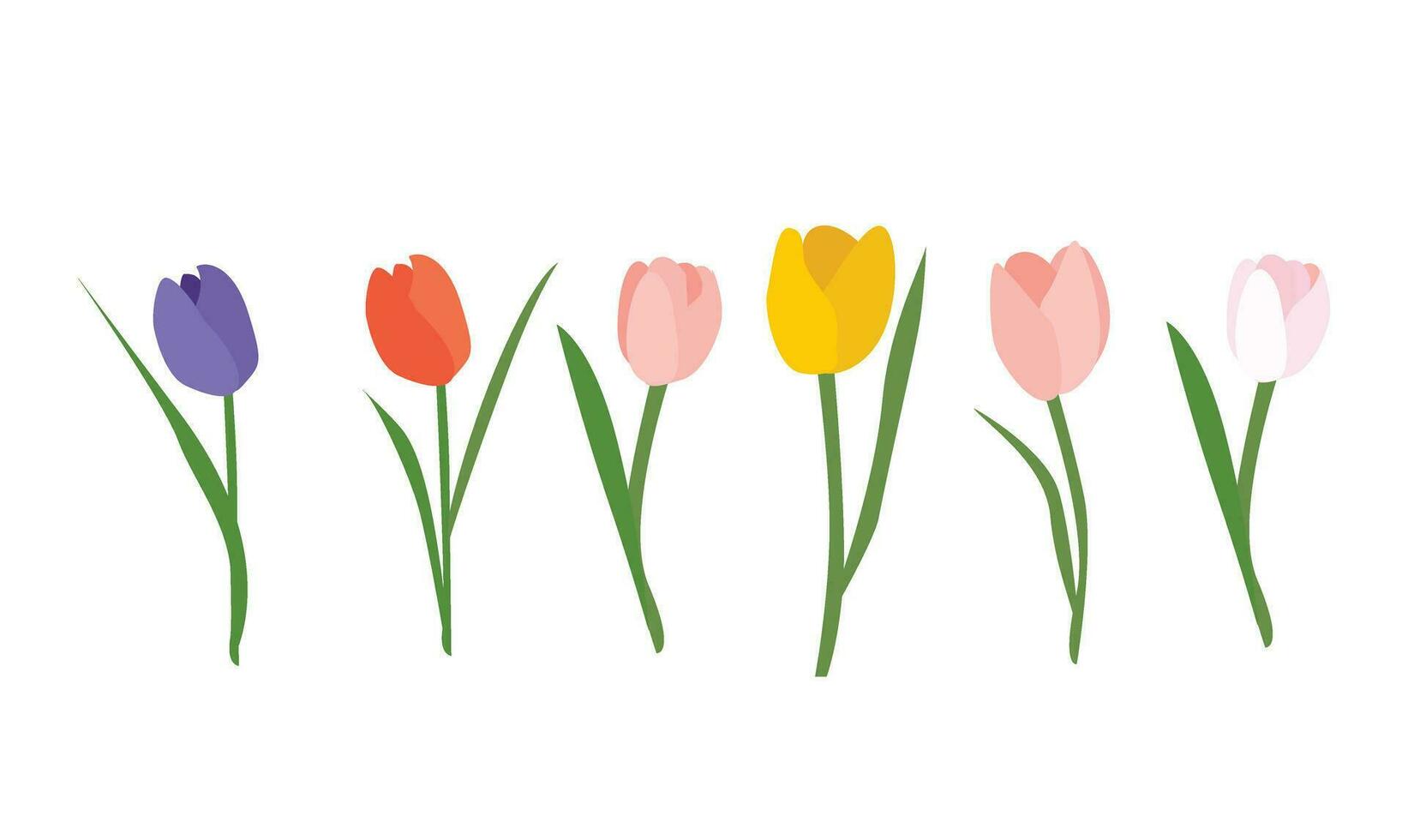 tulipe fleur vecteur illustration. coloré tulipe vecteur. printemps fleur. floral agrafe art. la nature concept. fleurs et les plantes. plat vecteur dans dessin animé style isolé sur blanc Contexte.