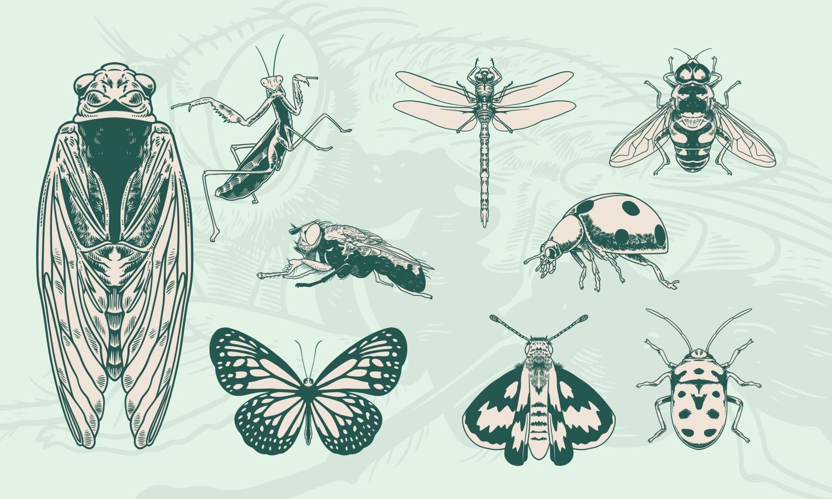 ensemble d'illustrations d'insectes vintage dessinés à la main. vecteur