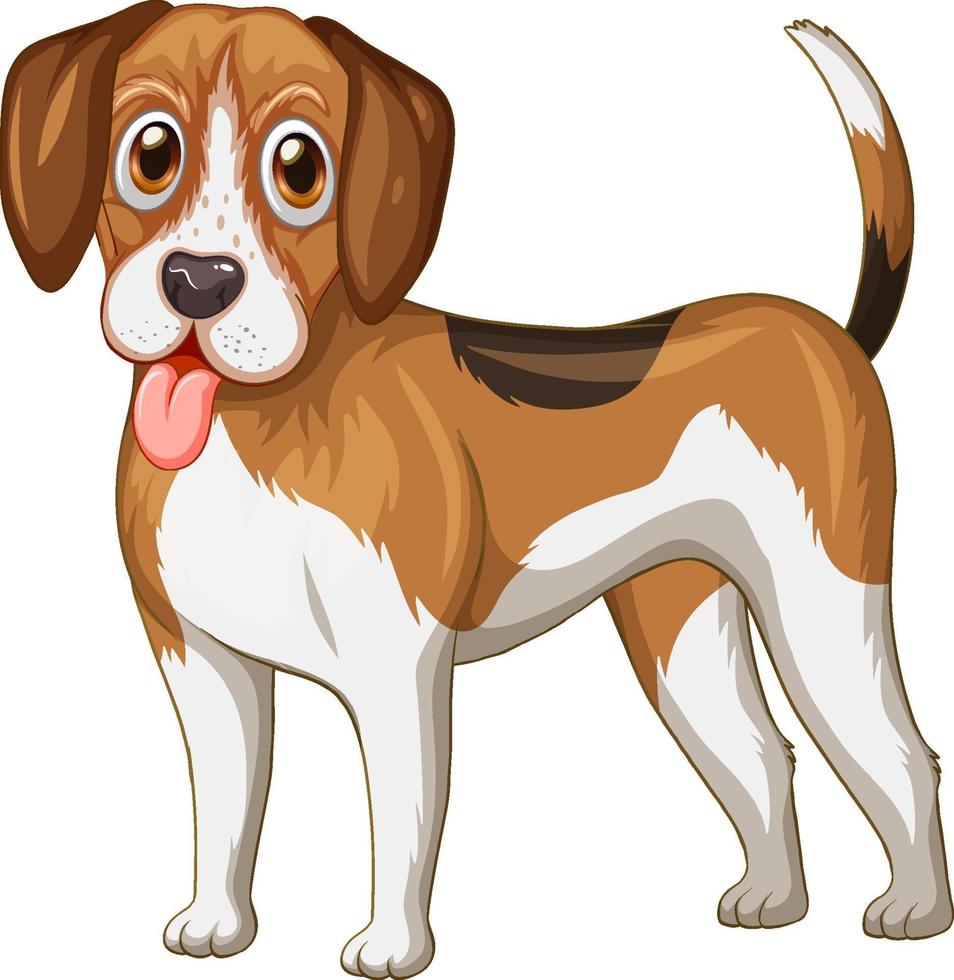 Caricature de chien beagle sur fond blanc vecteur