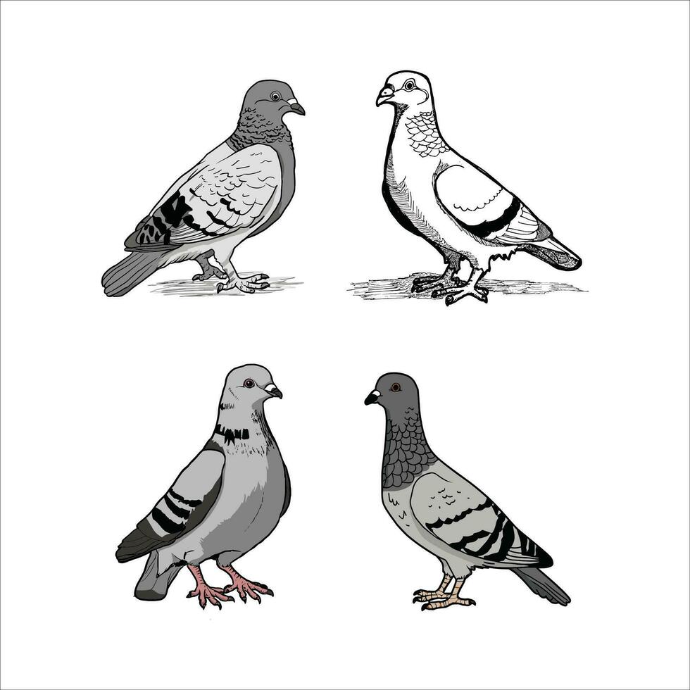 ensemble de Pigeon oiseau icône vecteur illustration