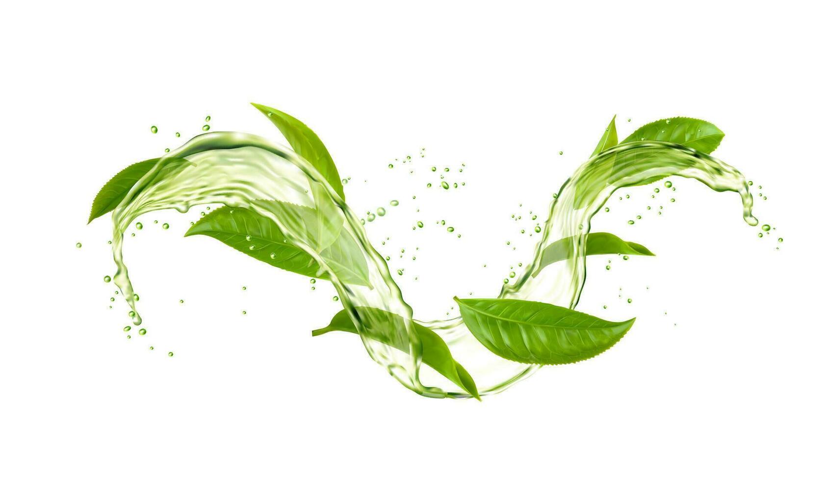vert thé feuilles, l'eau vague éclaboussure et gouttes vecteur