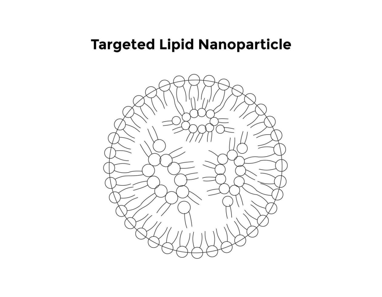 ciblé lipide nanoparticule science conception vecteur conception illustration