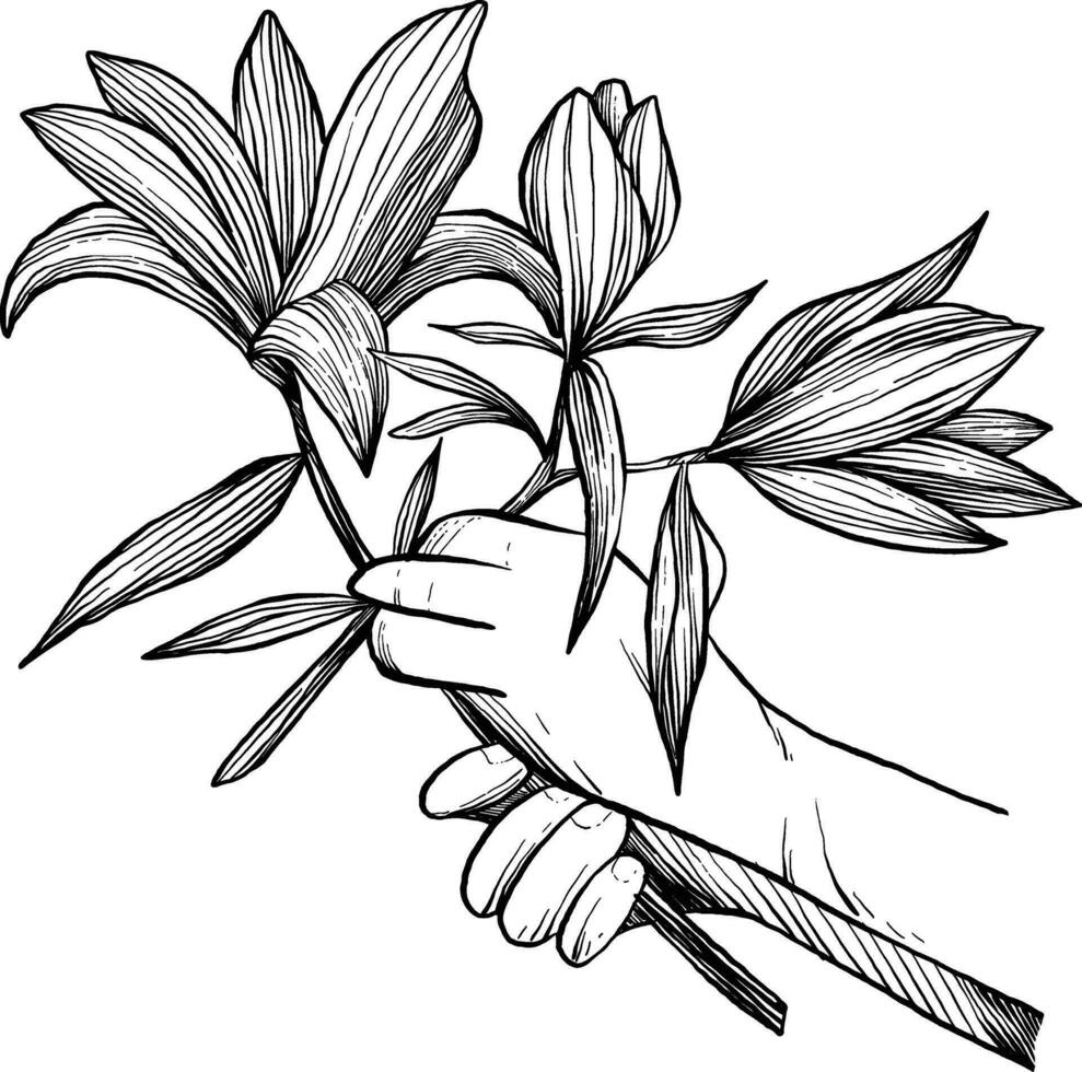 cueillette le lis fleur botanique illustration vecteur