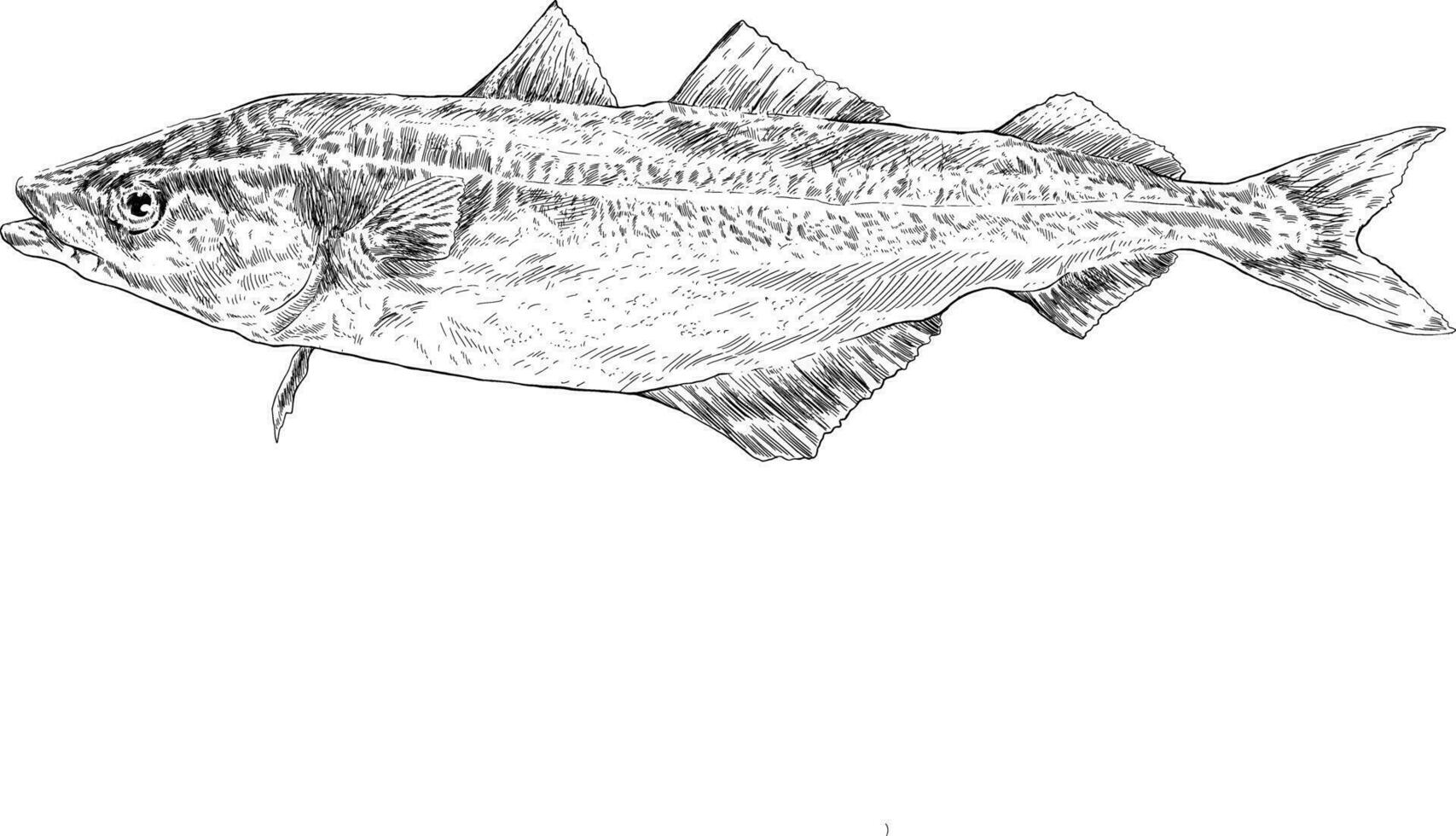 maquereau poisson mer esquisser illustration vecteur