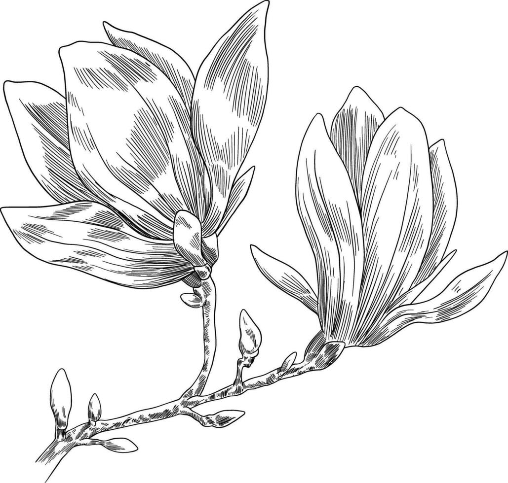 magnolia fruit main tiré illustration vecteur