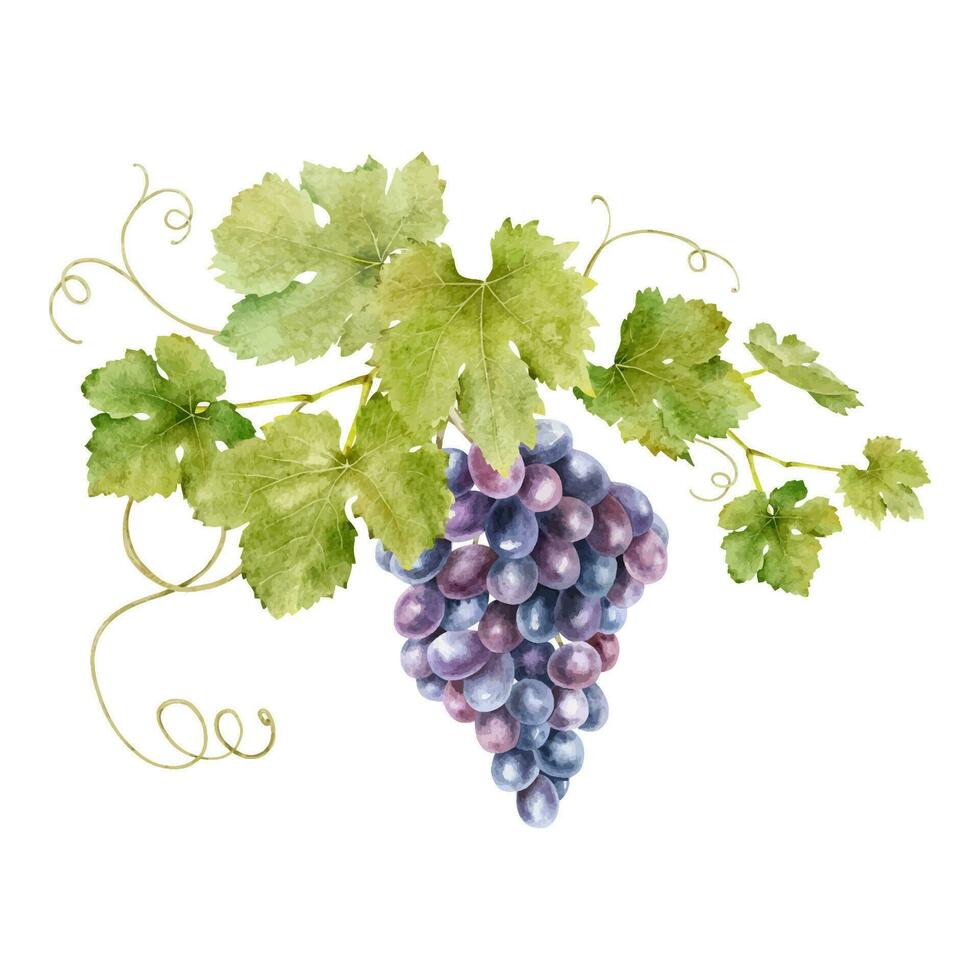 une bouquet de les raisins avec feuilles. grain de raisin vigne. aquarelle illustrations. isolé. pour le conception de Étiquettes de vin, grain de raisin jus et produits de beauté, mariage cartes, papeterie, salutations, fond d'écran, invitations vecteur