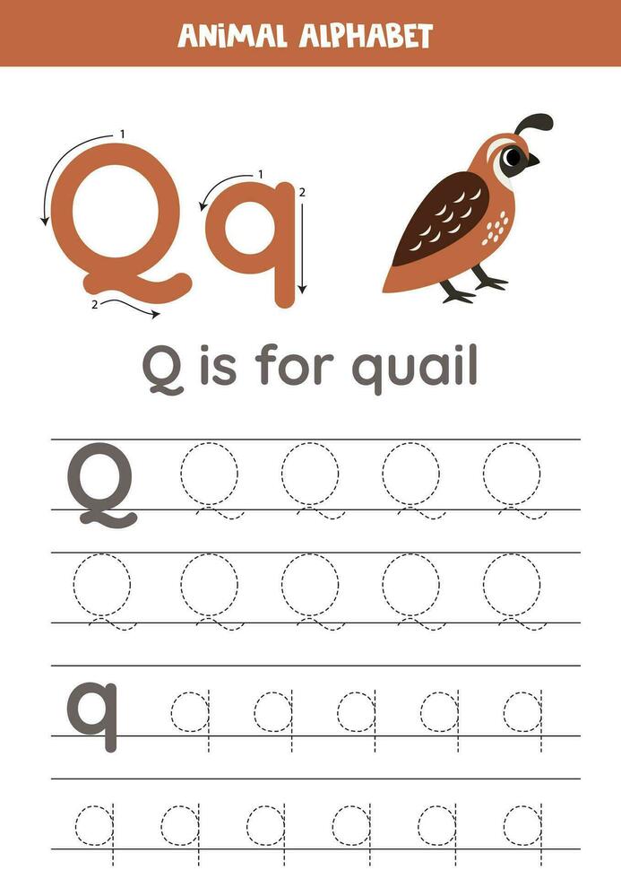 tracé alphabet des lettres pour enfants. animal alphabet. q est pour Caille. vecteur