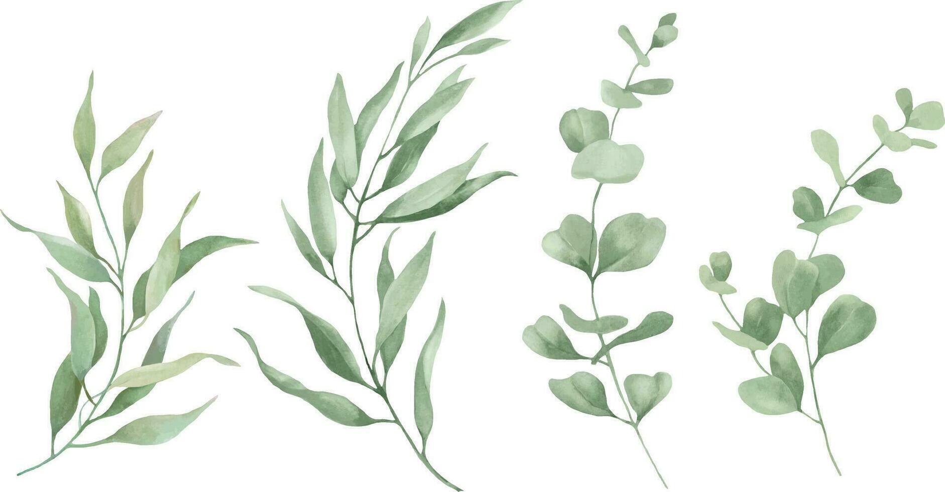aquarelle floral ensemble avec vert eucalyptus feuilles. main tiré floral illustration isolé sur blanc Contexte. vecteur eps.