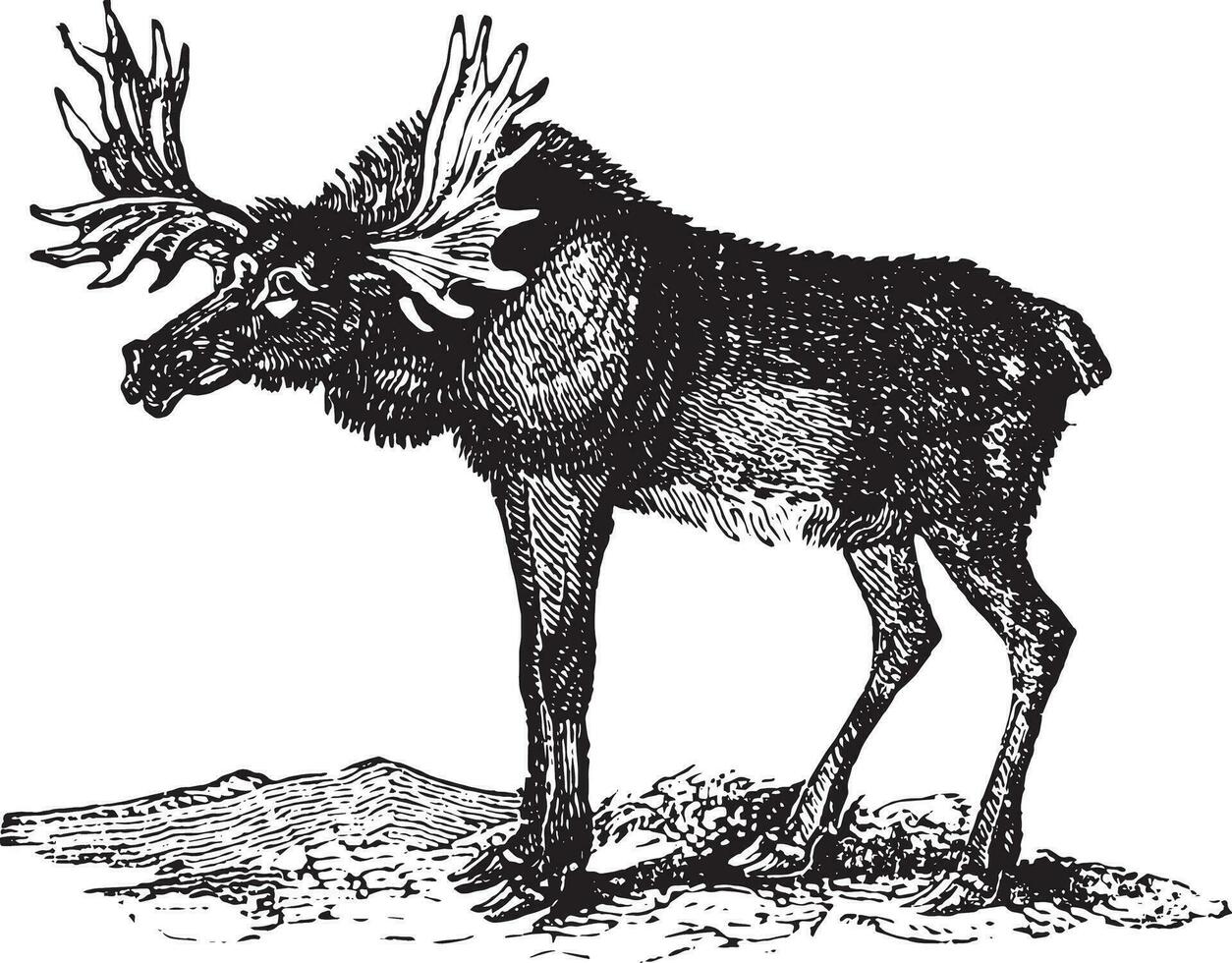 wapiti ou wapti, ancien gravure. vecteur