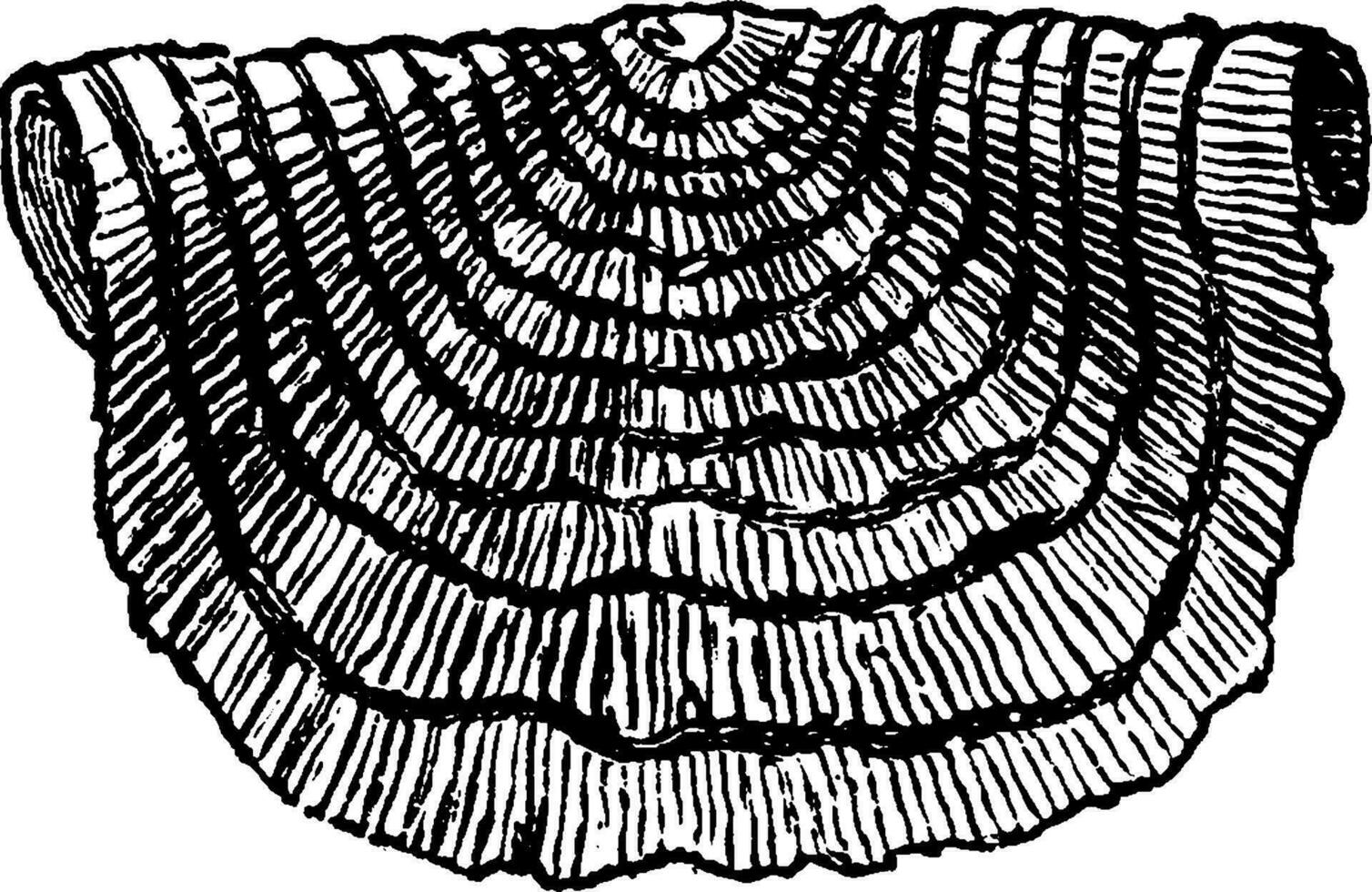 strophomènes, ancien gravure. vecteur