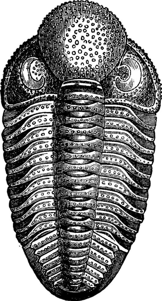 crustacés de le dévonien période, phacops latifrons, ancien gravure. vecteur