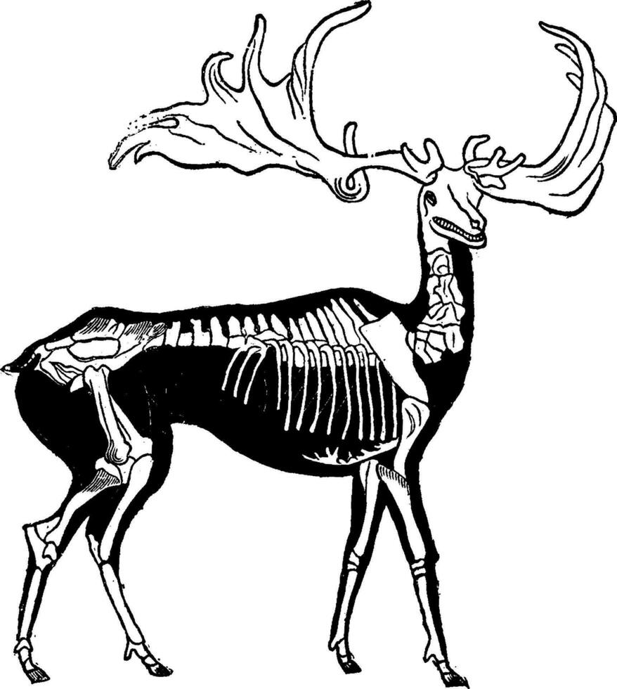 squelette et probable forme de géant cerf les bois, ancien gravure. vecteur