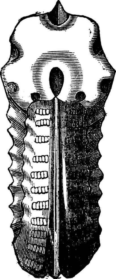 ammonites gonflement, ancien gravure. vecteur