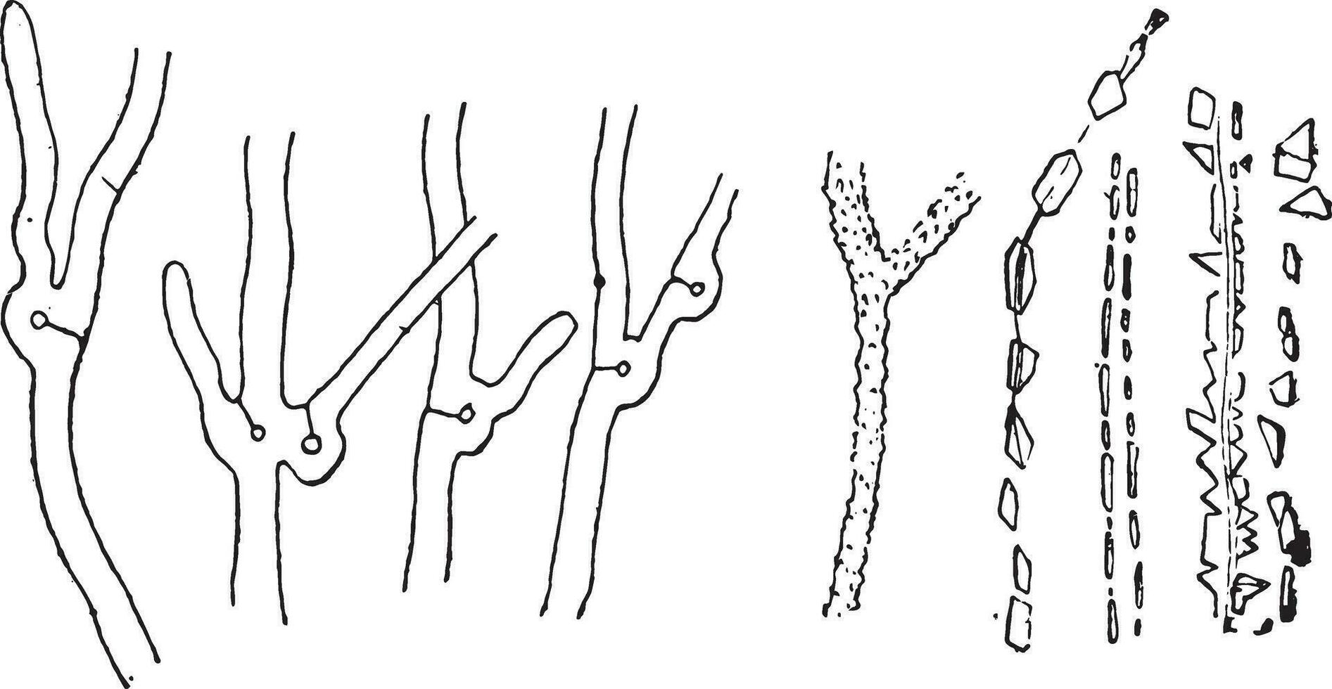mycélium avec le Caractéristiques boucles, mycélium avec citron vert oxalate cri vecteur