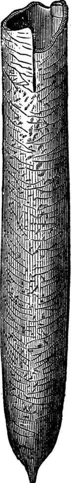 bélemnites de le crétacé, ancien gravure. vecteur