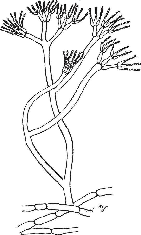 pénicillium glaucum, ancien gravure. vecteur