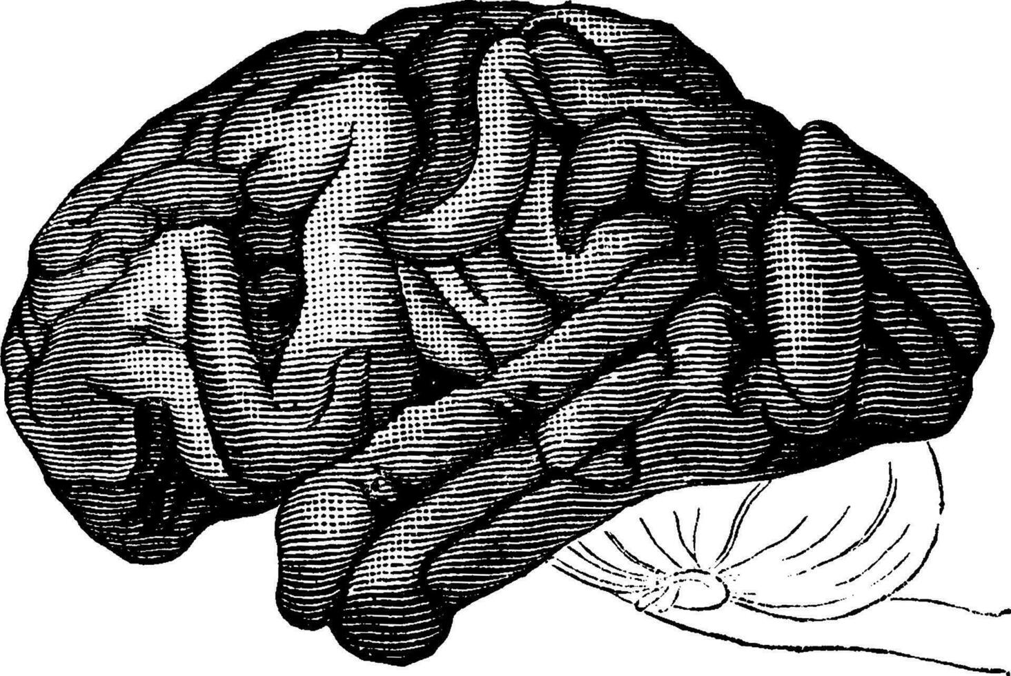 cerveau chimpanzé, ancien gravure. vecteur