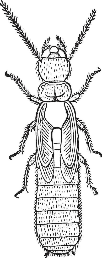 nymphe, termites lucifugus de après c. lespès, ancien gravure. vecteur