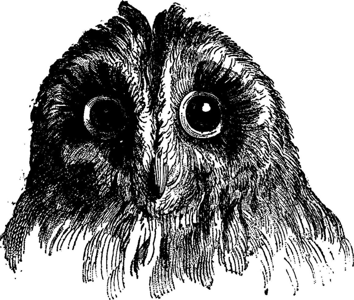 hibou, ancien gravure. vecteur