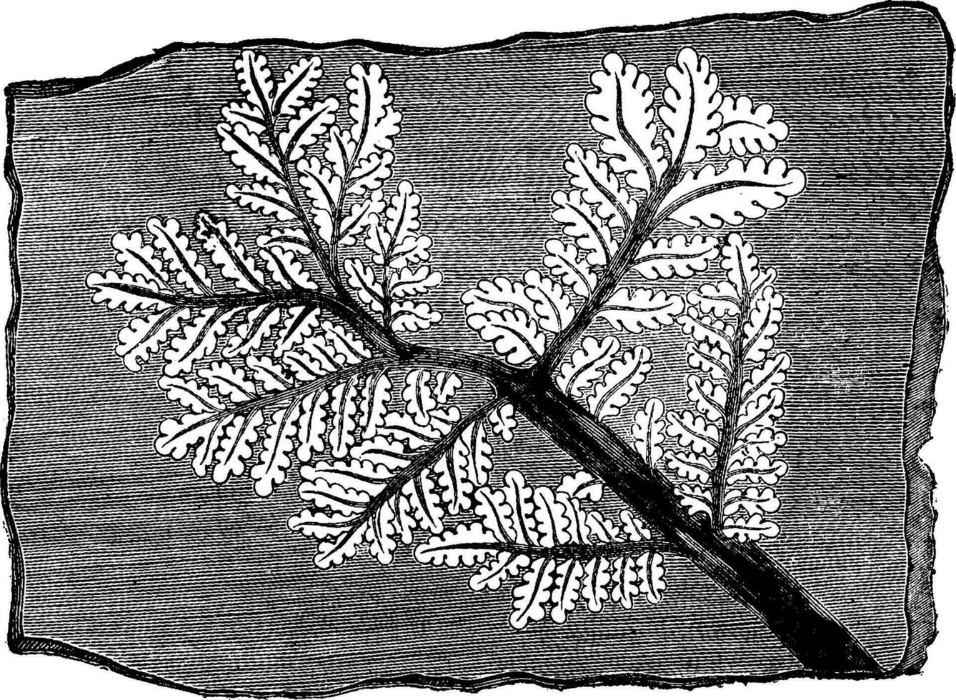 trace fossile fougère, ancien gravure. vecteur