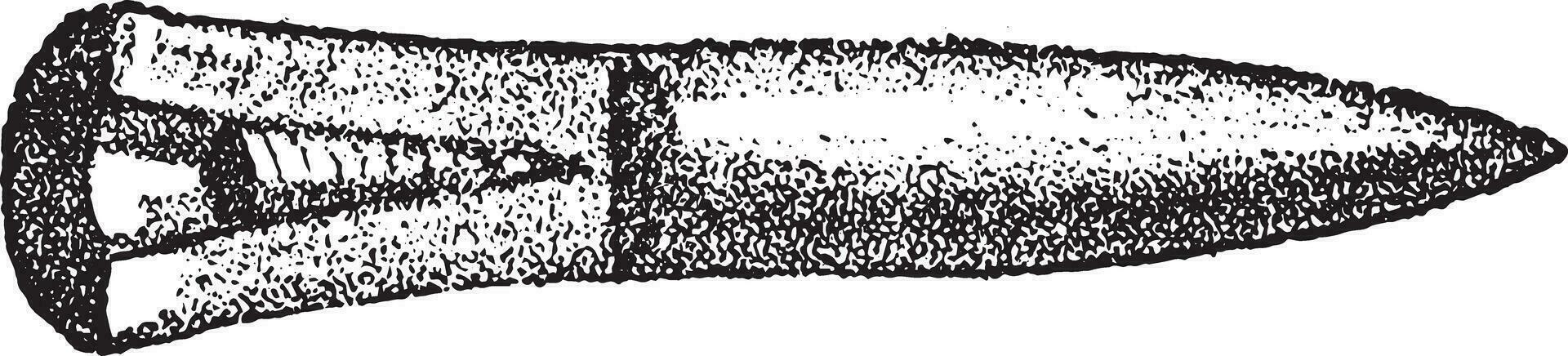 fossile OS de bélemnites sillon, ancien gravure. vecteur