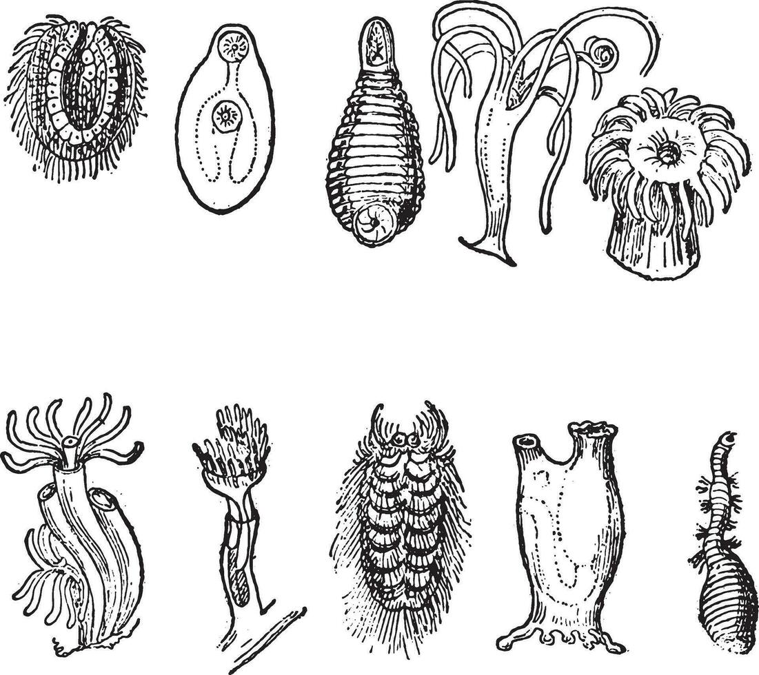 variation et différenciation de primitif ou élémentaire des vers, ancien gravure. vecteur