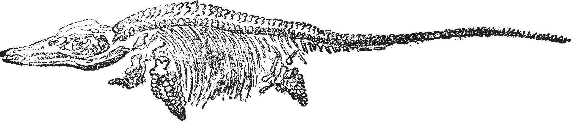 fossile squelette de le commun ichtyosaure, Lyme regis mensonges, ancien gravure. vecteur