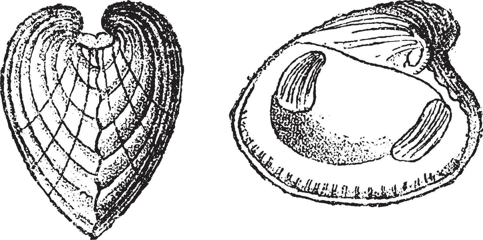 cardite planicosta, ancien gravure. vecteur