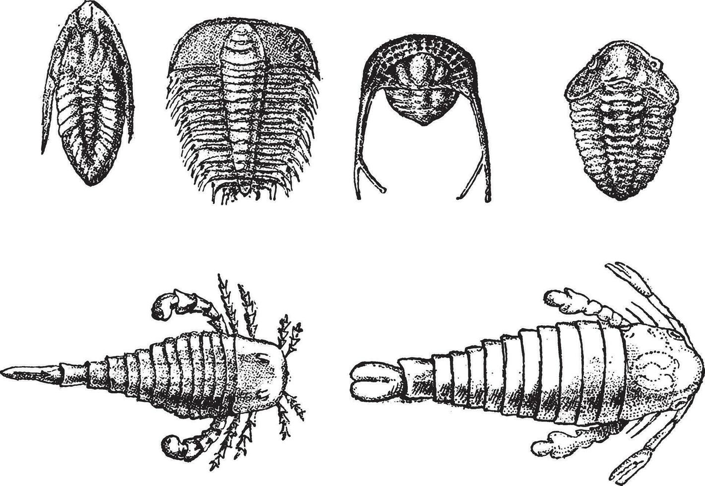 Cambrien et silurien crustacés, ancien gravure. vecteur